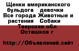 Щенки американского бульдога ( девочки) - Все города Животные и растения » Собаки   . Тверская обл.,Осташков г.